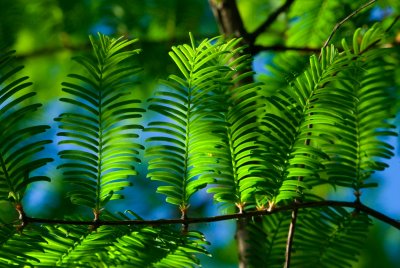 Metasequoia glyptostroboides - metasekvoje čínská (95) - jehlice